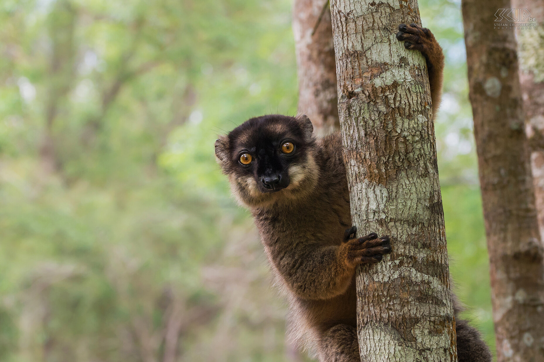 Andasibe - Brown lemur The lemurs (Lemuriformes) are an infraorder of the primates and are endemic to Madagascar. There are 86 species with a lot of superfamilies. The brown lemurs (Eulemur fulvus) are one of them and they are always very cute and curiously. The common brown lemur's diet consists primarily of fruits, young leaves, flowers and sometimes invertebrates. They normally live in groups of 5 to 12 lemurs. Stefan Cruysberghs